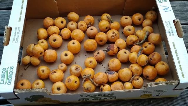 Germany super Loquat update (Eriobotrya japonica) смотреть онлайн