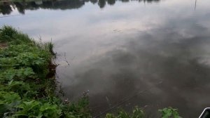 Как заставить его клевать? Ловля карпа. Лагуна Игумное.