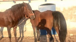 Yeguada cría reproducción y apareamiento. Yegua en celo caballo recelando.Semental cubricion