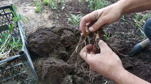 Альстромерия. Осенняя пересадка.