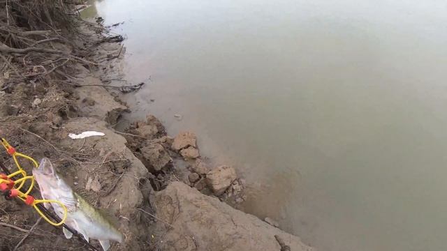 Три дня на берегу Оби. Налим, судак и щука на спиннинг с одного места. смотреть онлайн