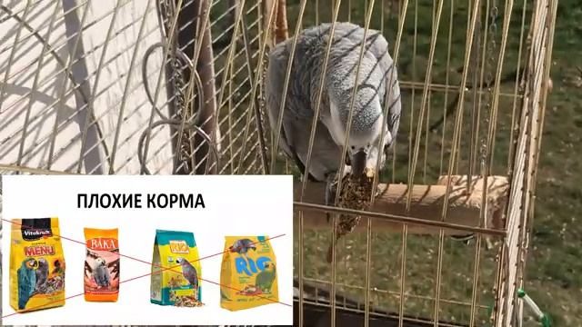 Большой попугай на прогулке смотреть онлайн