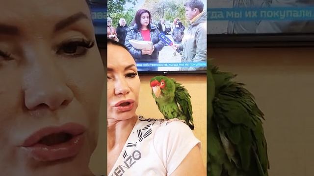 Наш старший сын Элвис. Попугай ара, какаду,Гиацинтовый Ара смотреть онлайн