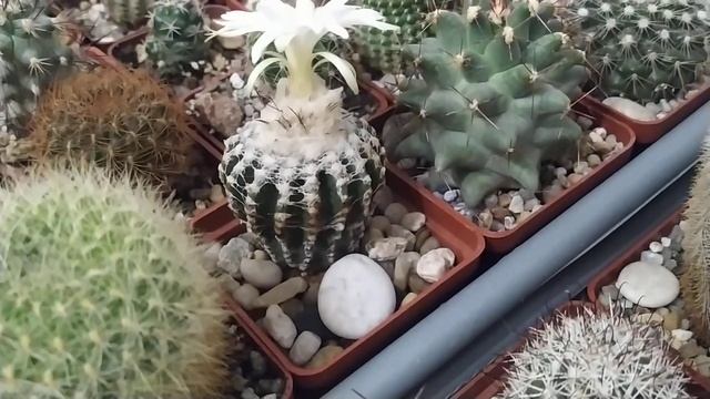 Дискокактус расцвёл! смотреть онлайн