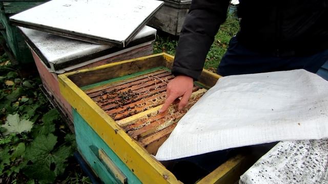 ПОСЛЕДНЯЯ ПОЗДНЯЯ ОБРАБОТКА ПЧЁЛ ОТ КЛЕЩА Варроа Бипином. ЕСТЬ РЕЗУЛЬТАТ!!! Beekeeping.???