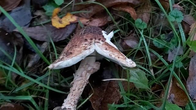 Jeżoskórka ostrołuskowa (Echinoderma asperum) - 10.11.2020, Nowa Huta, Kraków. смотреть онлайн