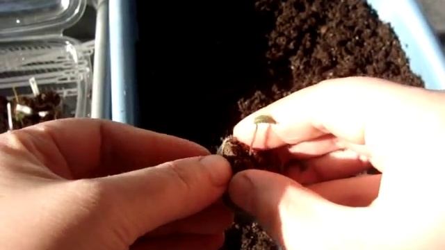 Цикламен (Cyclamen). Пикировка из торфотаблетки. смотреть онлайн