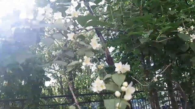 Владивосток. Готовь саночки летом смотреть онлайн