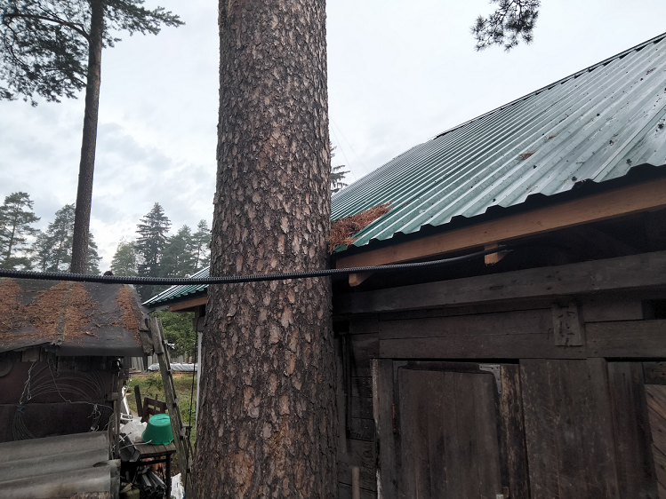 Как спилить дерево на своем участке, не нарушая Закон смотреть онлайн