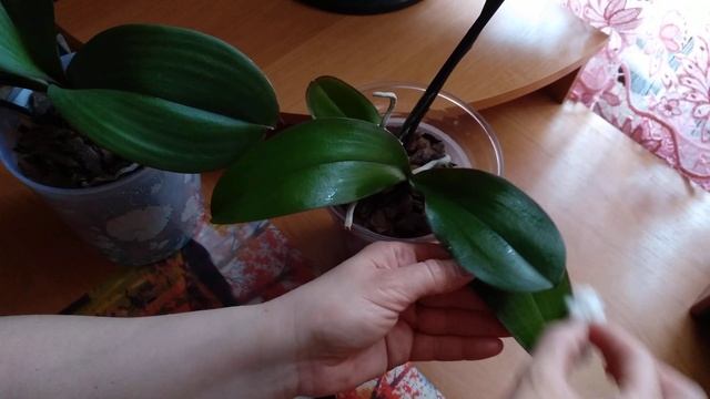 Блестящие листья у орхидеи - как сделать?