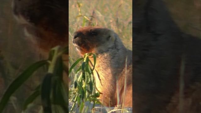 КТО РАНО ВСТАЁТ! смотреть онлайн