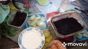 ЛУК. ПОСАДКА ЛУКА СЕМЕНАМИ!! ДЕД И МЯЧКОВСКИЙ 300 1ч