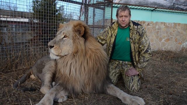 Льву Чуку делают ПРИВИВКИ ! смотреть онлайн