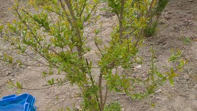 Выращивание и обрезка граната после зимовки, в Краснодарском крае. смотреть онлайн