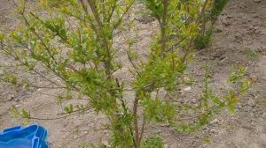 Выращивание и обрезка граната после зимовки, в Краснодарском крае.