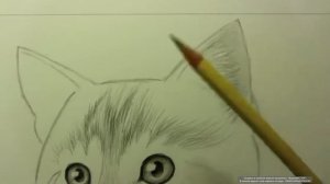 Как нарисовать котёнка