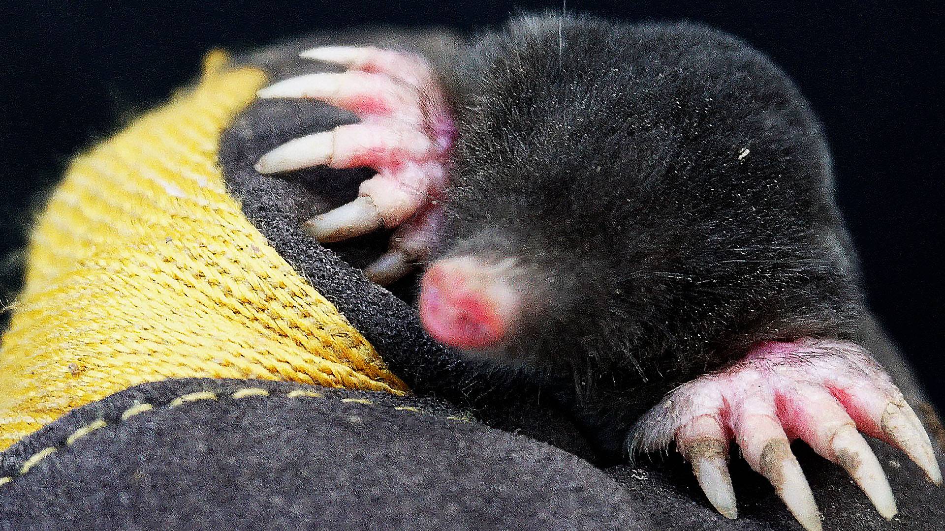 Как поймать крота - самый эффективный и просто способ ловли кротов на участке смотреть онлайн