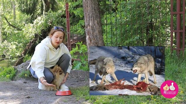 Подставка под миски и миски для собак. Миф и реальность?! смотреть онлайн