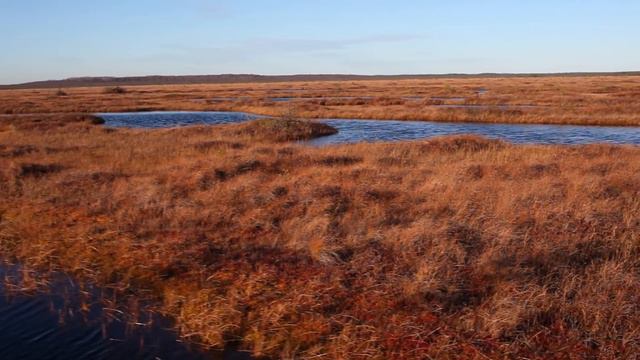 Страна бобров смотреть онлайн