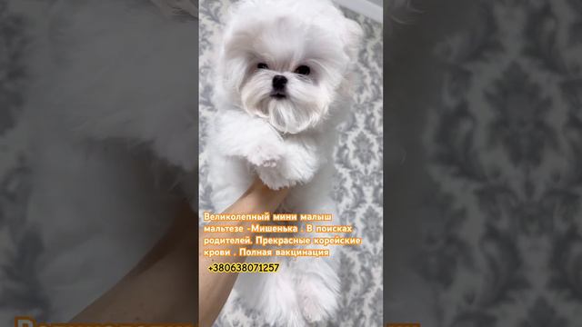 Великолепный кукольный мини мальтезе мальчик в поисках своей семьи.+380638071257