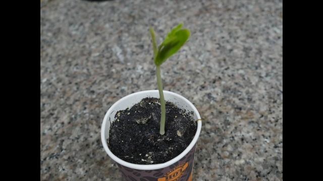 Extracting seeds from Seedpod Delonix regia aka Gulmohar aka Flame Tree Dubai Garden Adventure смотреть онлайн