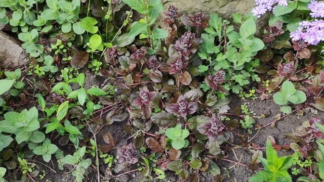 Про эффективность удобрений Master и Plantafol на живом примере.