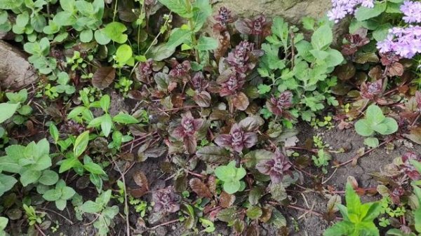 Про эффективность удобрений Master и Plantafol на живом примере.