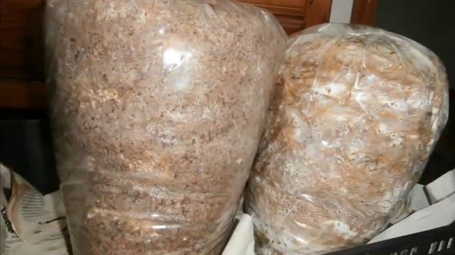 CULTIVO DE SETAS ( En plan casero desde la siembra hasta la cosecha) смотреть онлайн