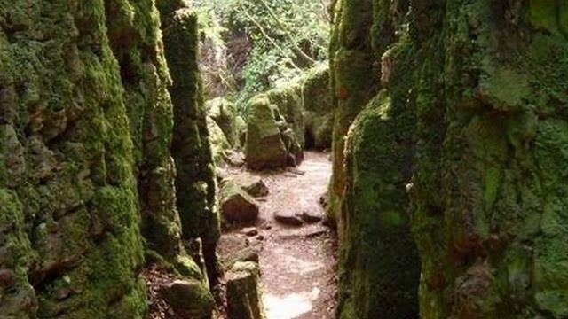 Медитация Крайона "Прочь из грибковой ловушки " смотреть онлайн