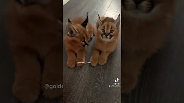 Котята каракала. смотреть онлайн