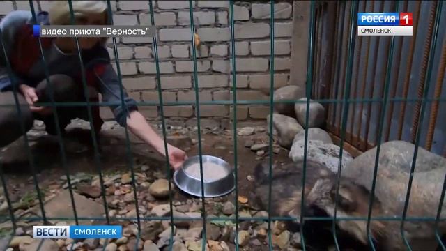 Енотовидная собака нашла пристанище в смоленском приюте смотреть онлайн