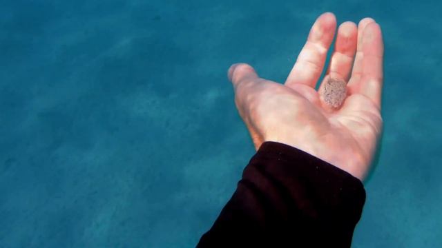 Краб гладкий лобк­о­вый ( Calappa hep­a­tica ) смотреть онлайн