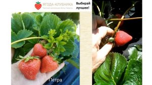 Новые сорта клубники Брина и Петра в 2023 году.