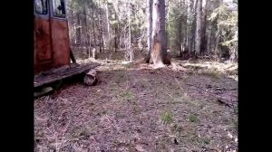 Кабина на полозьях для жилья в тайге, рядом медведь от спячки набирает вес, питаясь муравьями