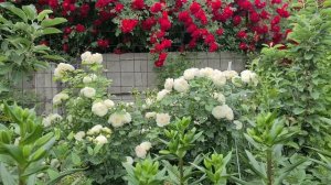 Как укрыть розы на зиму простым способом? МОЙ ПРОВЕРЕННЫЙ МЕТОД УКРЫТИЯ. 100% зимовка роз!