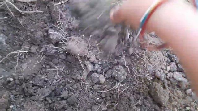 Aandhi में टूटे हुए Hibiscus Rootbound Pot 🌺 gudhal plant ki Repotting पुराने गमले Old Soil कैसे की смотреть онлайн