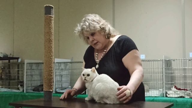 Как проходит Выставка кошек декабрь 2022 г. Тверь. КЛК Триумф смотреть онлайн