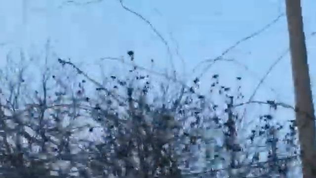 Моржи Придунавья. Грачи прилетели 23.12.12 смотреть онлайн