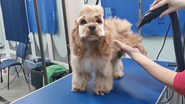 Джереми сушится 🤗🥰