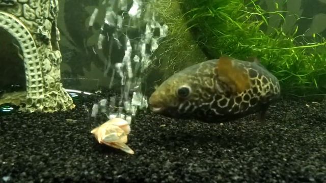 Тетраодон, Tetraodon, тетрадон редкий гигантский