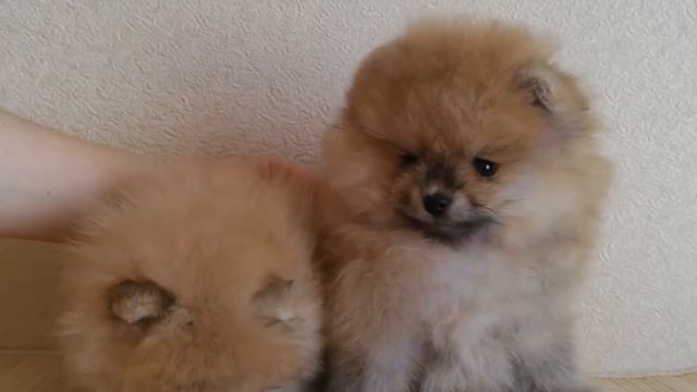 Volpino di Pomerania: storia e caratteristiche – Cani PICCOLI adorabili! смотреть онлайн