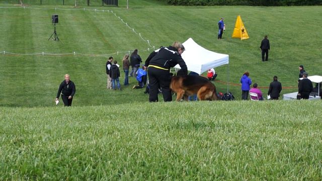 2014 USCA VA1 Nino von Tronje - Von der Otto German Shepherds смотреть онлайн