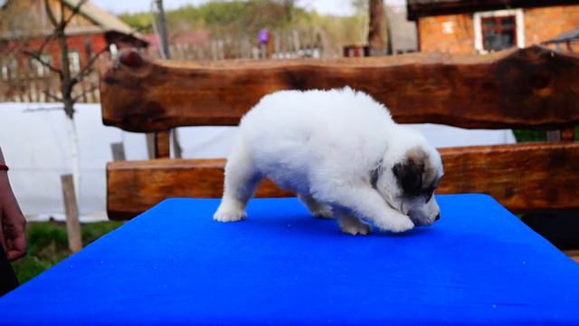 Щенок Пиренейская горная собака POLINI IGNIS MARSEL NAPOLEON смотреть онлайн