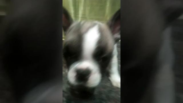 Франц смотреть онлайн