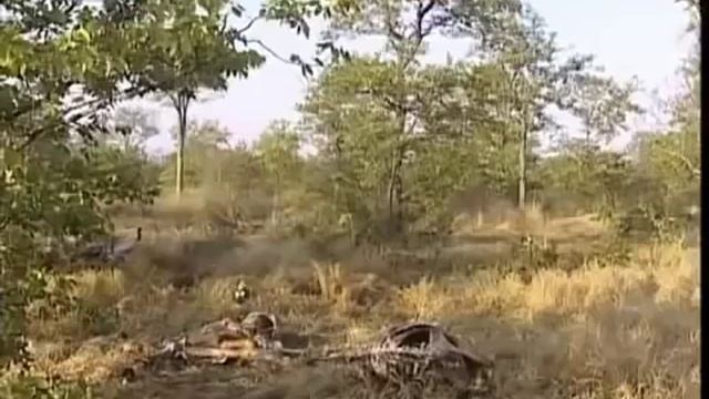 Львы жрут людей охота на льва убийцу ,нападения больших животных на людей смотреть онлайн