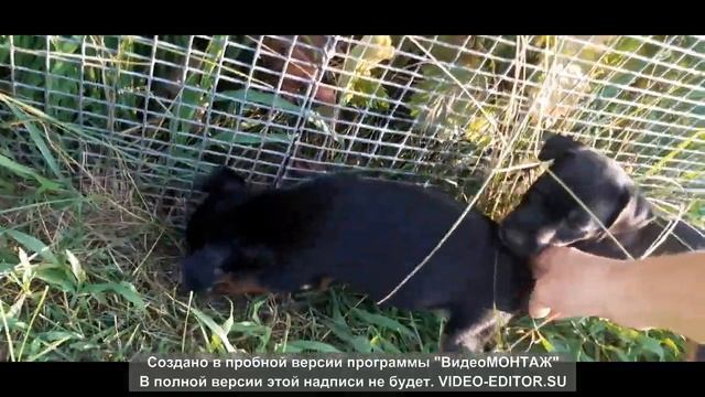 Ягдтерьеры гуляют на природе. Самая лучшая порода собак в мире. Возраст один месяц смотреть онлайн