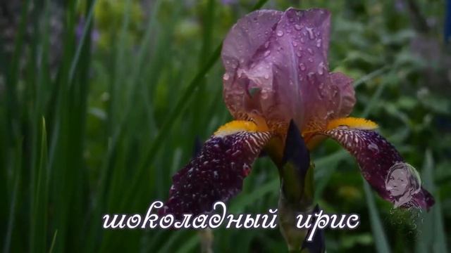 ИРИСЫ. ПОДГОТОВКА К ЗИМЕ. УКРЫТИЕ. смотреть онлайн