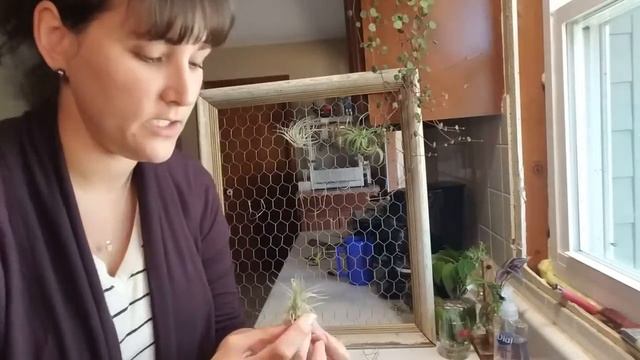 🌱 Air Plant Collection | TILLANDSIA | Watering