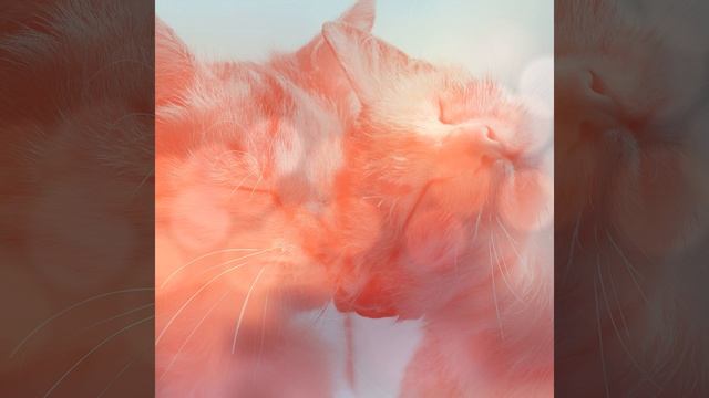 Чувство (Кошки) смотреть онлайн