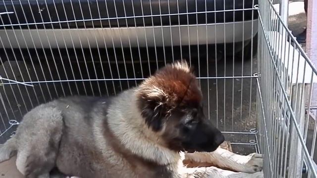 МОЩНЫЙ ЩЕНОК КАВКАЗСКОЙ ОВЧАРКИ Caucasian Shepherd puppy.Odessa. смотреть онлайн